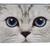 A4-mapp Silverkatt