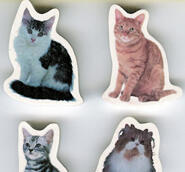 Suddgummi kattfoto